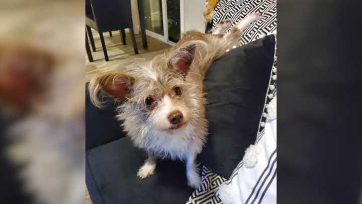 California Woman Couldn't Believe Her Dog's Transformation After She Grew Up