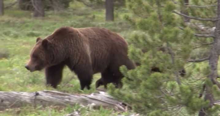 Charging grizzly bear shot near Seeley Lake