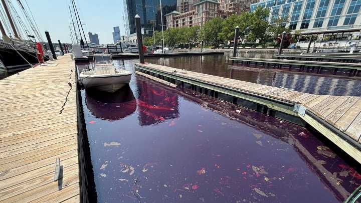 Cleanup underway after oil spill turns Baltimore harbor red: See it