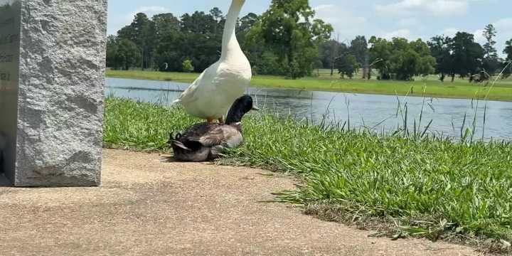 Diboll community working to help duck with fishing line wrapped around foot