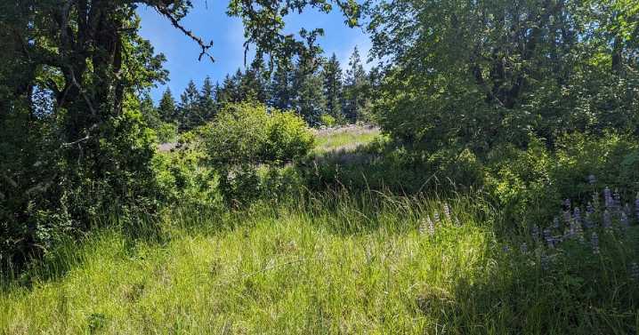 Grass pollen at a high for the year so far in Eugene