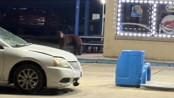 Black bear sighting confirmed in North Texas town