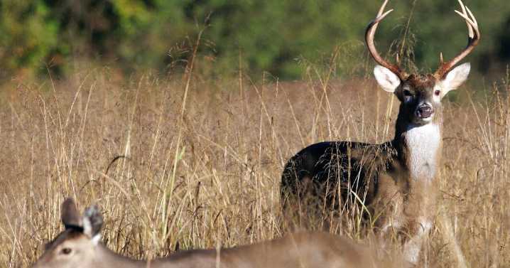 Apply for a WMA Deer Permit Hunt by July 1
