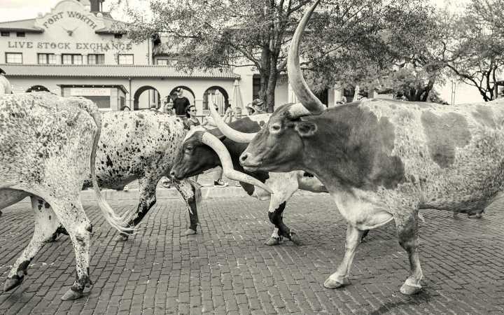 These Expert Guides Bring the Fort Worth Stockyards to Life