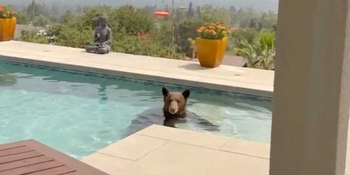 VIDEO: Bear takes dip into California pool months after Eaton Fire devastated community