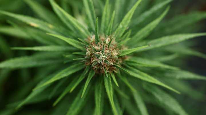 Texas lawmakers reined in recreational THC for more medical marijuana