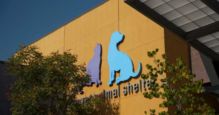 'Startling, unsettling sight': Denver Animal Shelter sees increase in severely emaciated dogs this year