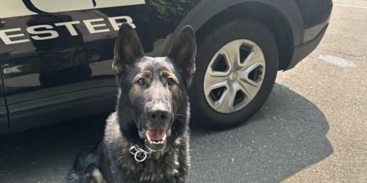 Manchester K9 locates suspect in Hatchet assault