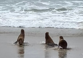 (Video) Sea Lions Return to Ocean as LA’s Toxic Algae Crisis Ends