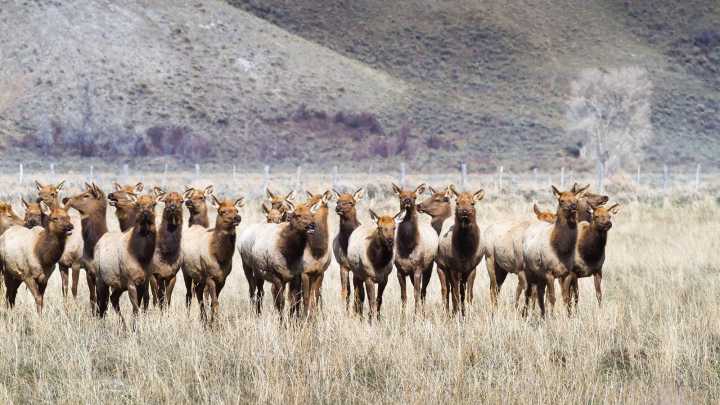 Controversial Proposal To Let Landowners Sell Hunting Tags Revived