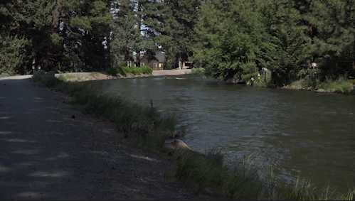 COID wants to remind you, canals are not for recreating