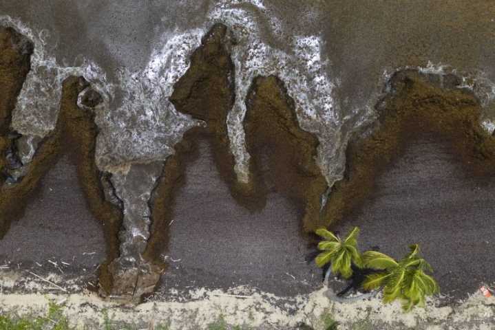 Atlantic seaweed blob breaks record — and it's about to get even bigger