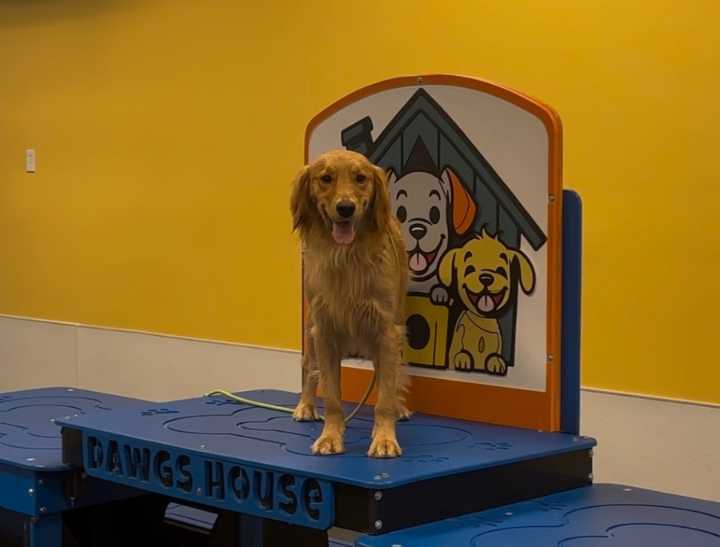 Trainers, veterinarians offer education, safety tips at Las Vegas rescue adoption event