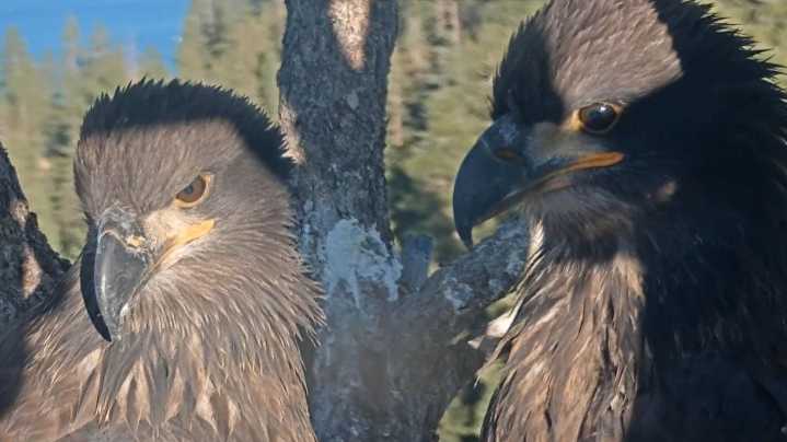 How many bald eagles are in California? Are eagles still…