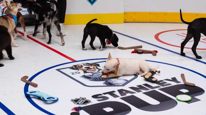 How to watch the ‘Stanley Pup’ this weekend, stream the NHL ‘Puppy Bowl’