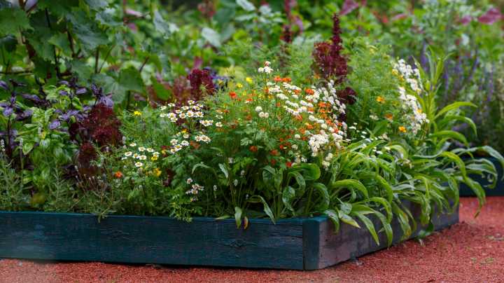 12 Perennial Vegetables That Will Come Back On Their Own Each Year