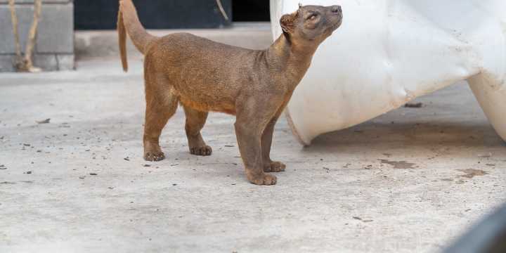Lake Superior Zoo unveils two new species