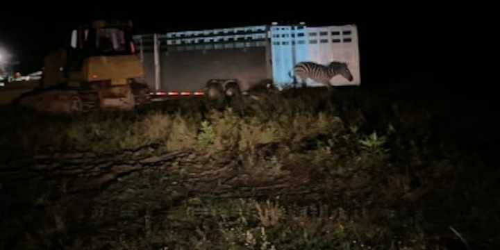Missing TN zebra evades capture after being sighted for the first time in six days