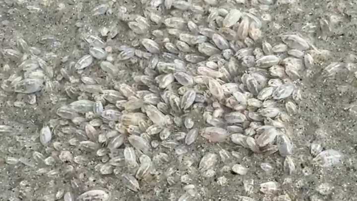 Video: Florida beach becomes home to swarm of sand fleas: ‘It was crazy’