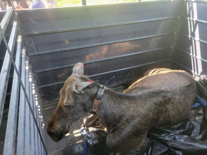 Moose involved in Steamboat Springs attack relocated