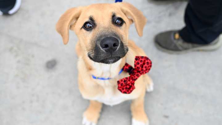 Nearly 300 pets adopted from the SD Humane Society during the CA Adopt