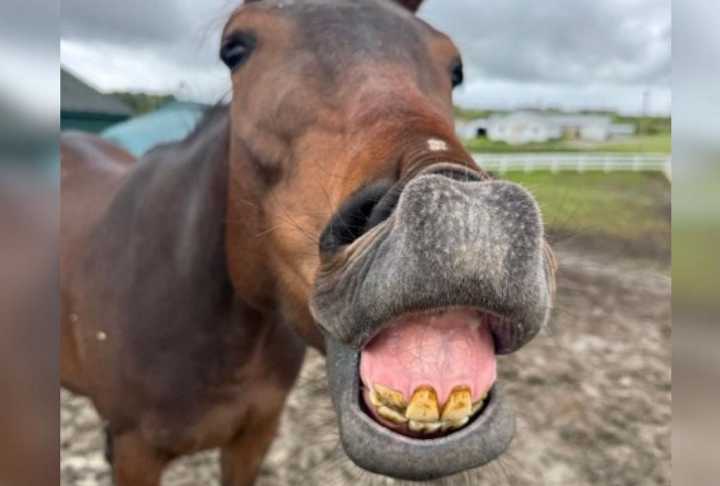 Forgotten Horses Are Getting a Fresh Start at This Maine Farm