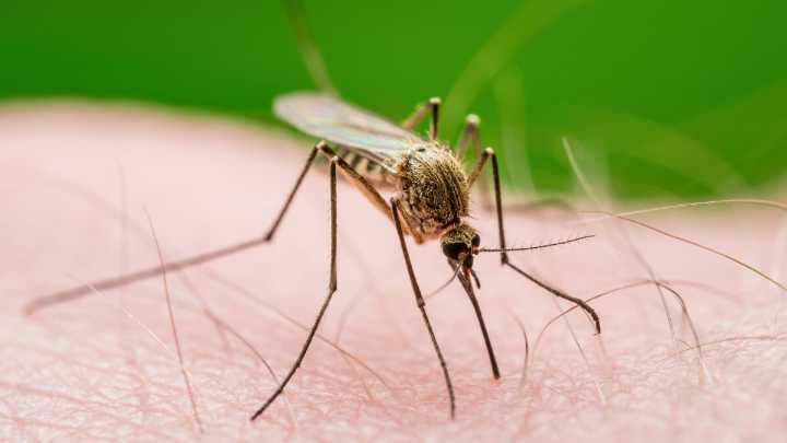 It's mosquito and tick season. Here are some precautions you can take