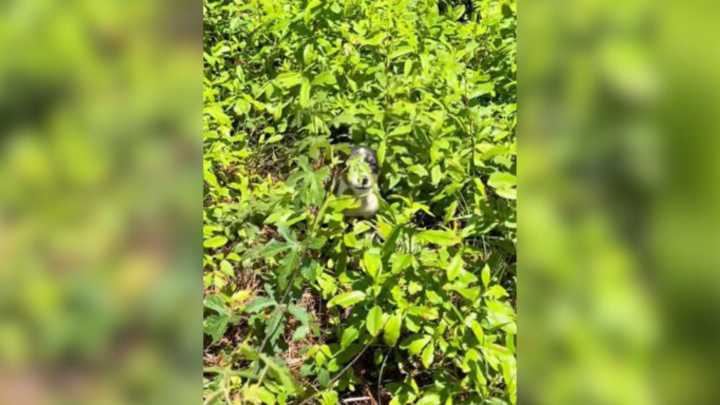 Mississippi Woman Sees Something Furry Cross The Road And Hide In The Grass So She Rushes To Investigate