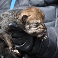 Wandering wolf gives birth to a pack of pups