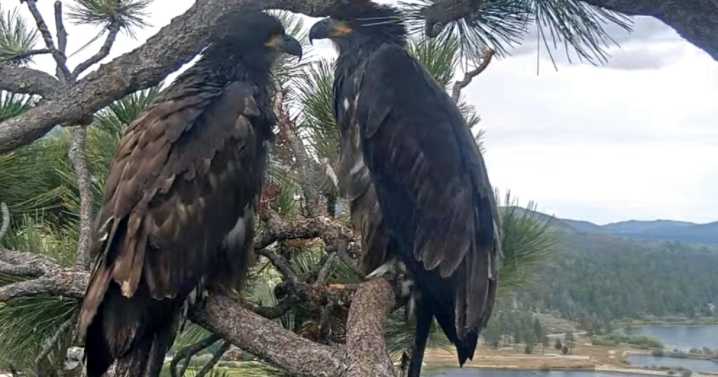 One of the famous Big Bear eaglets in California takes her first flight