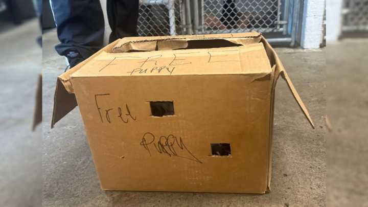Pennsylvania Woman Was Heartbroken After Learning Someone Left A Furry Surprise In A Box Next To Her Home