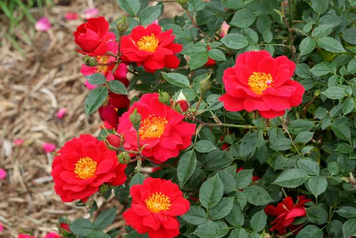 This line of roses really is Oso Easy: George’s Plant Pick of the Week