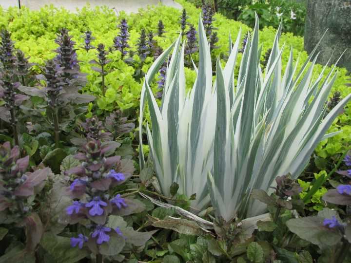 Color, color, color in the garden