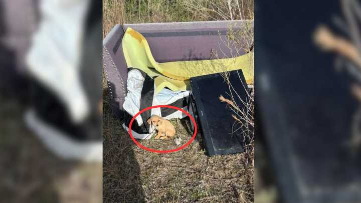 Texas Man Witnessed Something Moving Next To Pile Of Trash Only To Be Shocked By Realization