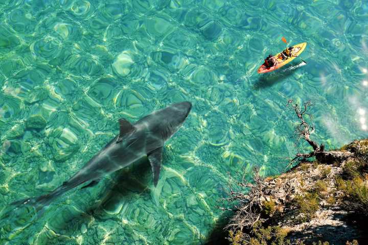 Read This Before Swimming in the Ocean This Summer