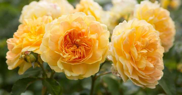 Avoid common rose care mistake in June to ensure big summer blooms