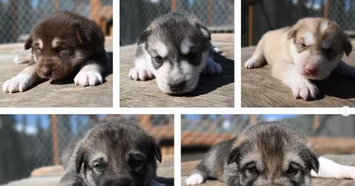 Ready for cuteness overload? Watch Denali National Park’s live puppy cam