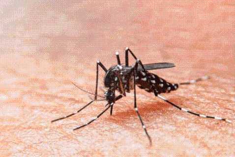 First Human Case Of West Nile Virus For The Season Reported In Rankin County