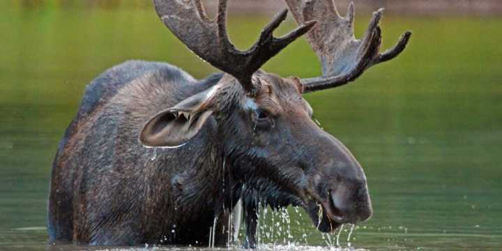 DWR: How To Avoid Conflicts With Moose