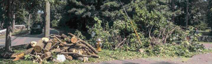 Why Mature Trees Matter