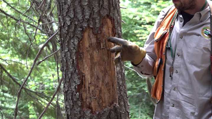 Oregon forest health suffering as insects and disease impact more trees