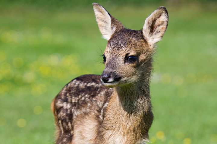Cops Thought They Were Responding to a Burglary. They Found a Fawn Instead.