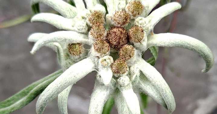 Sandy Parrill: Edelweiss, though not compatible with Missouri, can't be resisted