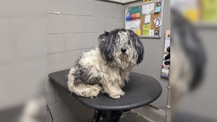 Dog's Stunning Transformation From Matted To Brand-New Pup Leaves Everyone In Awe