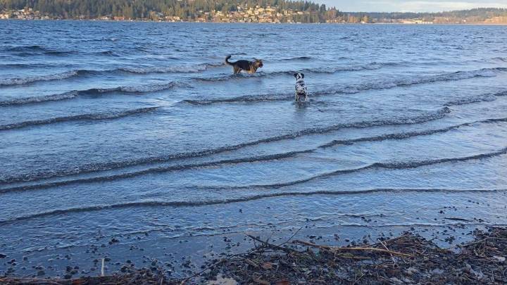 People, pets warned to stay away from bacteria-infested waters at Magnuson Beach
