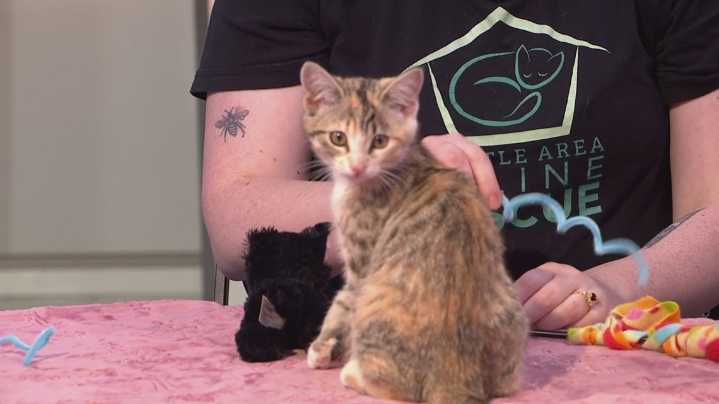 Seattle Area Feline Rescue looks for adopters and new fosters for incoming kittens