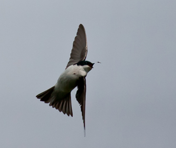Birding: The insect apocalypse is driving bird declines