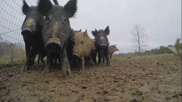 LSU AgCenter explains feral pig problem, how they're working to control population