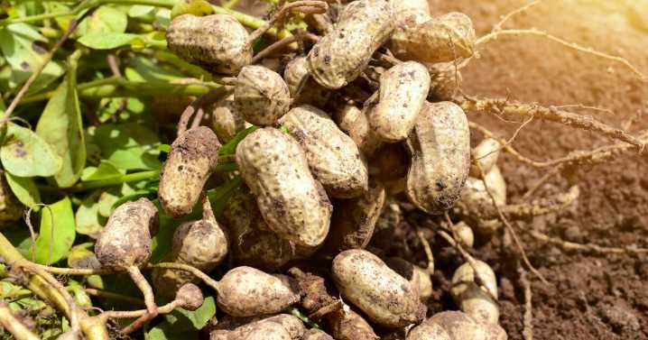 Anybody want a peanut? Grow this warm-season crop here with the right technique
