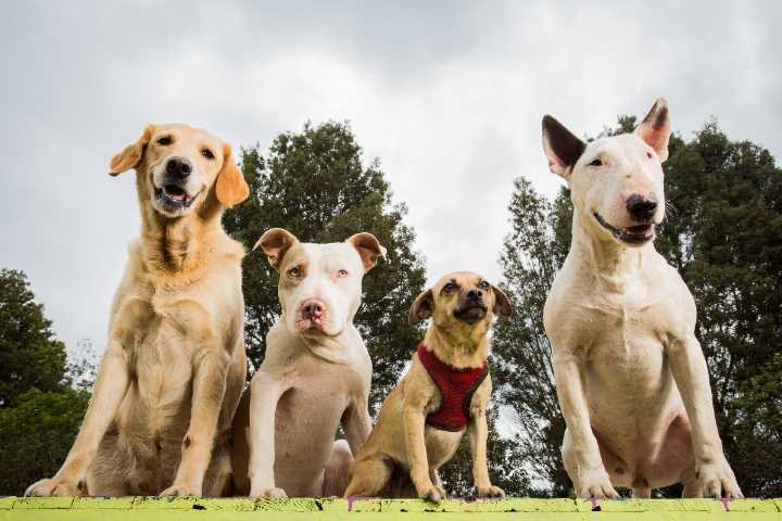 15 Answers to Your Biggest Dog Questions